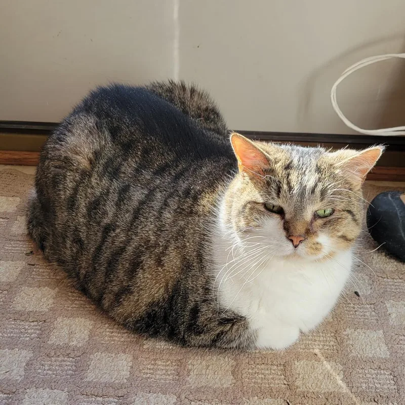 A senior extra large-sized female Brown / Chocolate Domestic Short Hair cat named Riley for adoption in Middleton, WI