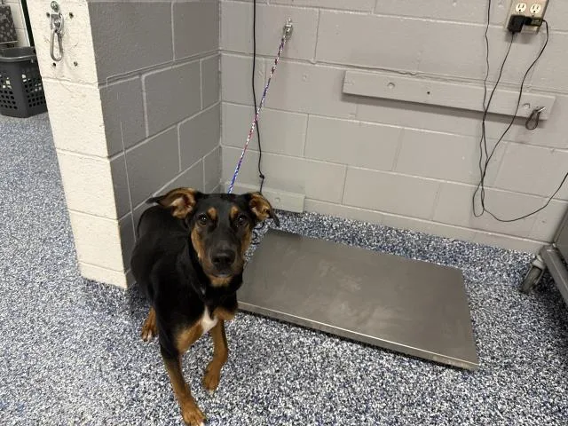 A young small-sized female Terrier dog named Sophie for adoption in Thousand Palms, CA