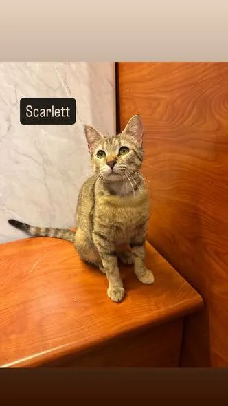 Scarlett