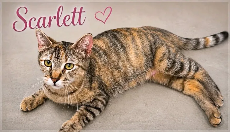 Scarlett thumbnail 2