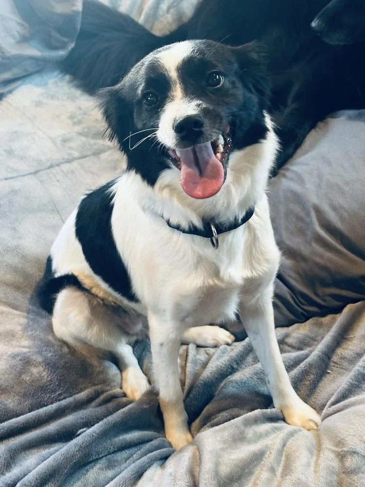 An adult small-sized female Tricolor (Brown, Black, & White) Papillon dog named Tidbit for adoption in Pottstown, PA