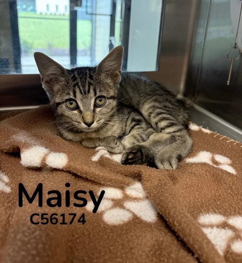 Maisy thumbnail 2