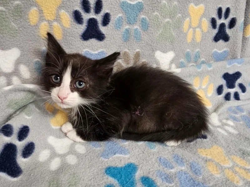 A baby small-sized male Domestic Short Hair cat named Axl for adoption in Wabash, IN