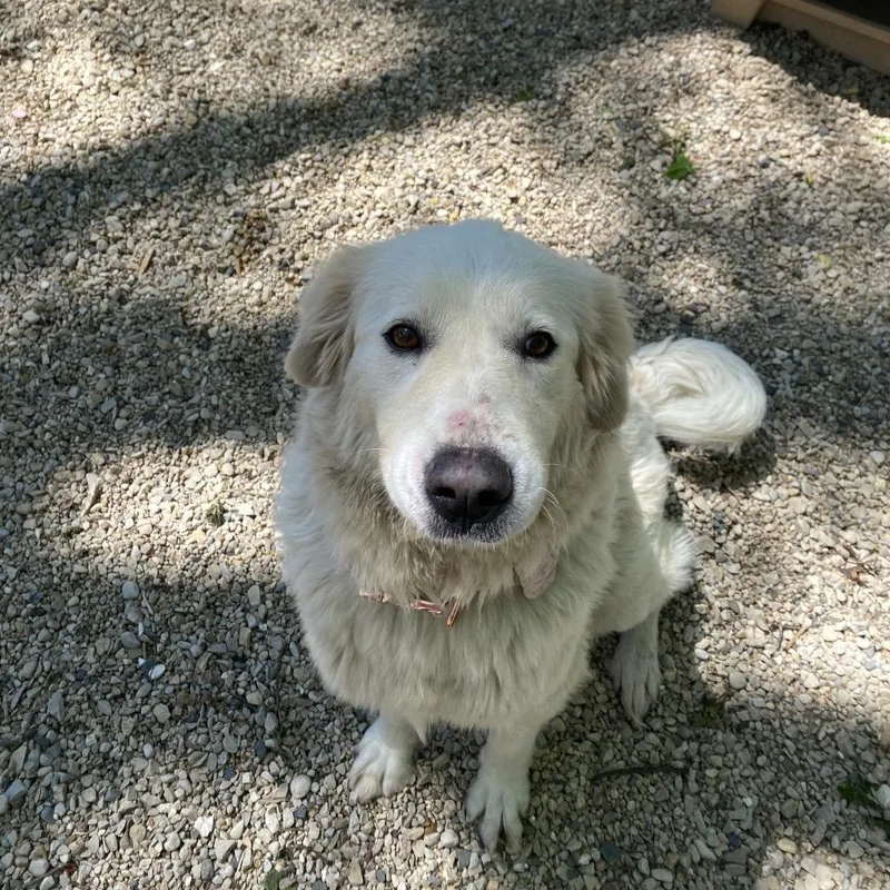 An adult large-sized female White / Cream Great Pyrenees dog named Beth for adoption in Madison, WI