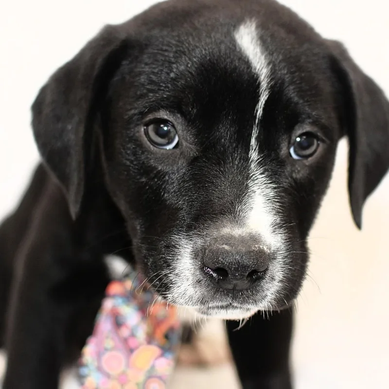 A baby medium-sized male Boxer dog named Ozzy for adoption in Monon, IN
