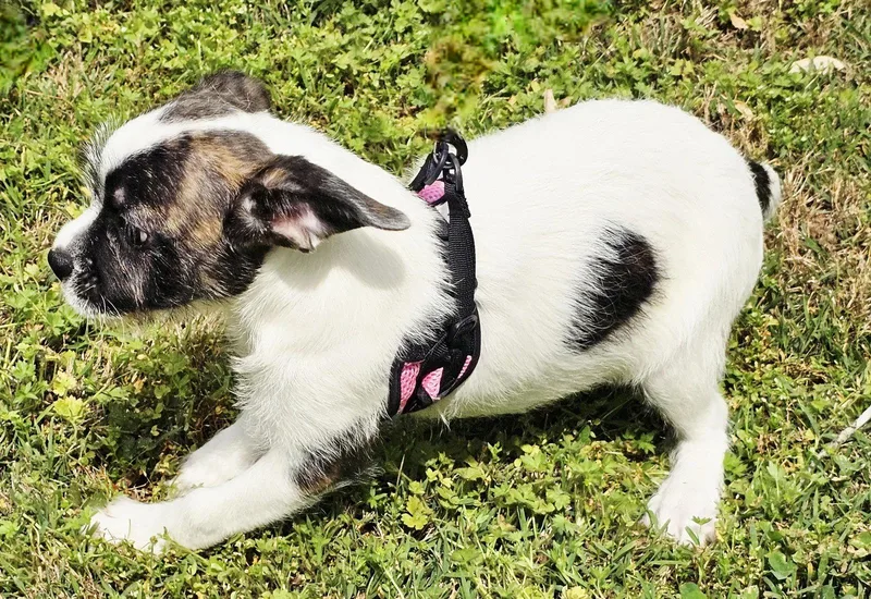 Puppy Ginger thumbnail 2