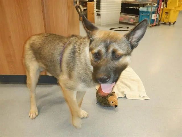 A young medium-sized male German Shepherd Dog dog named Derby for adoption in San Jose, CA