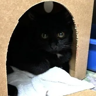 A baby small-sized female Black Domestic Short Hair cat named Marley for adoption in Novelty, OH