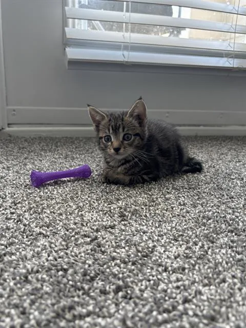 A baby small-sized male Domestic Short Hair cat named Tigger for adoption in Charlotte, NC