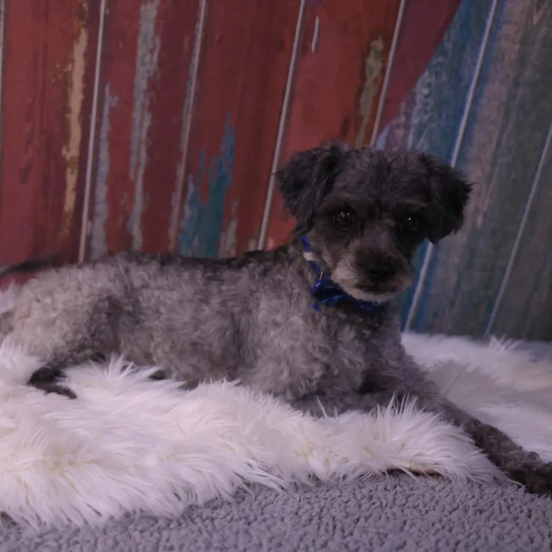 An adult small-sized male Shih Tzu dog named Brisco for adoption in Casa Grande, AZ