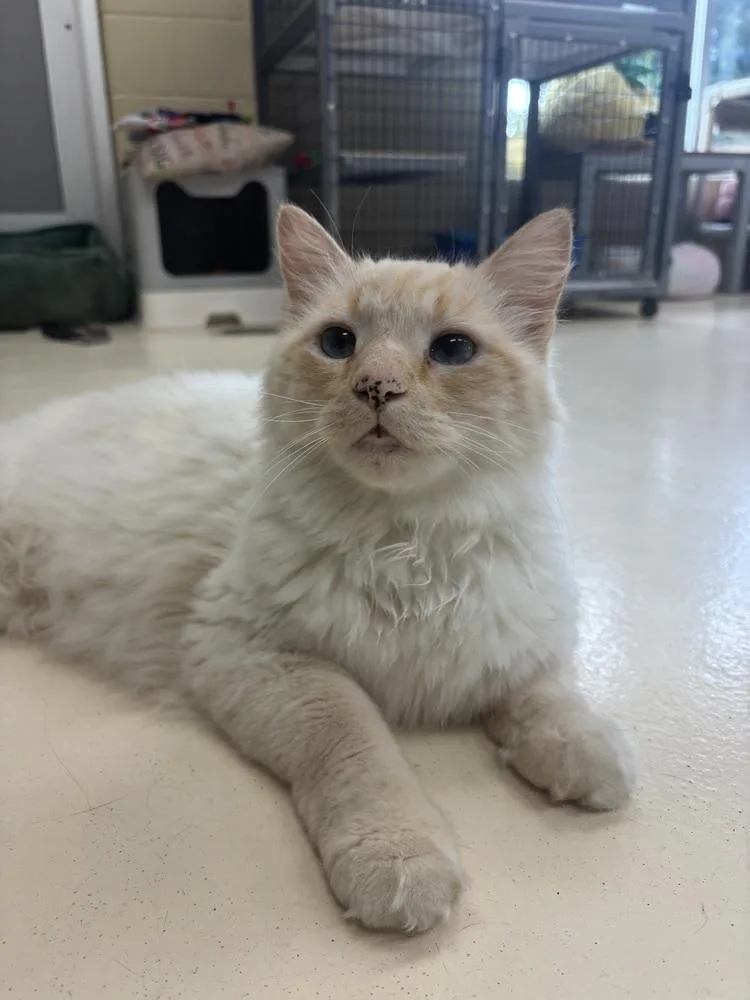 An adult medium-sized male Domestic Long Hair cat named Polkadot for adoption in Kalamazoo, MI