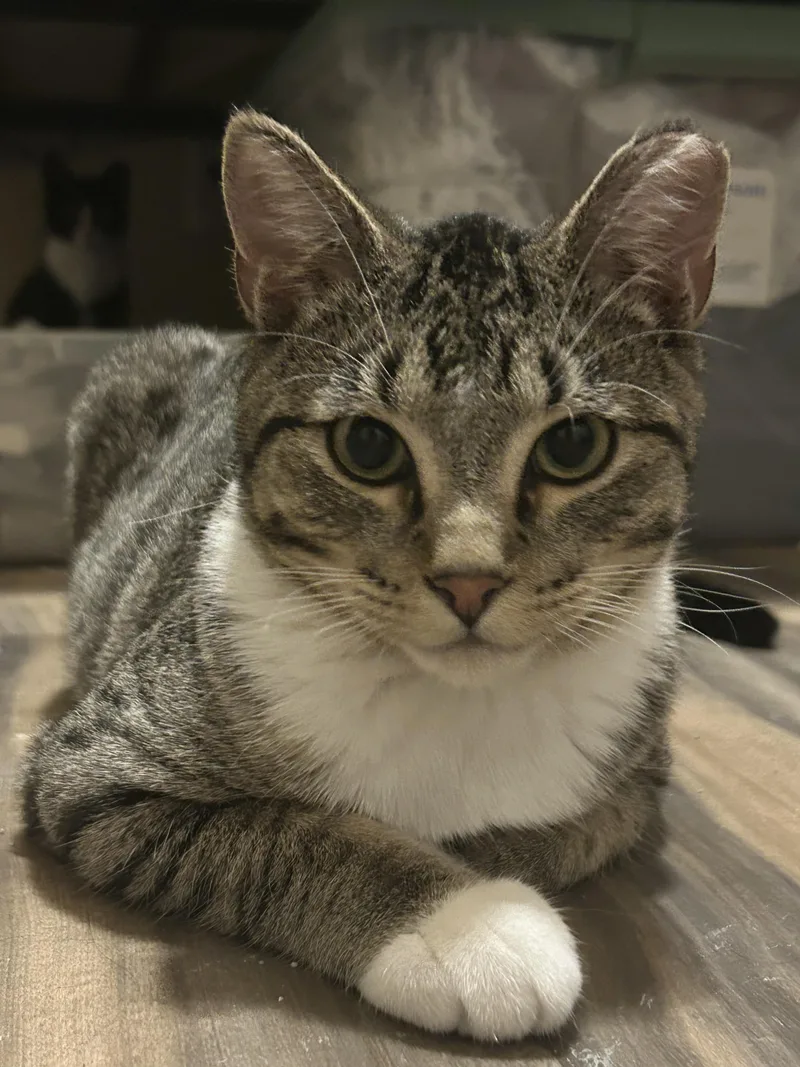 A baby medium-sized male Tabby (Gray / Blue / Silver) Domestic Short Hair cat named Phin and Popper for adoption in Farmington, MN