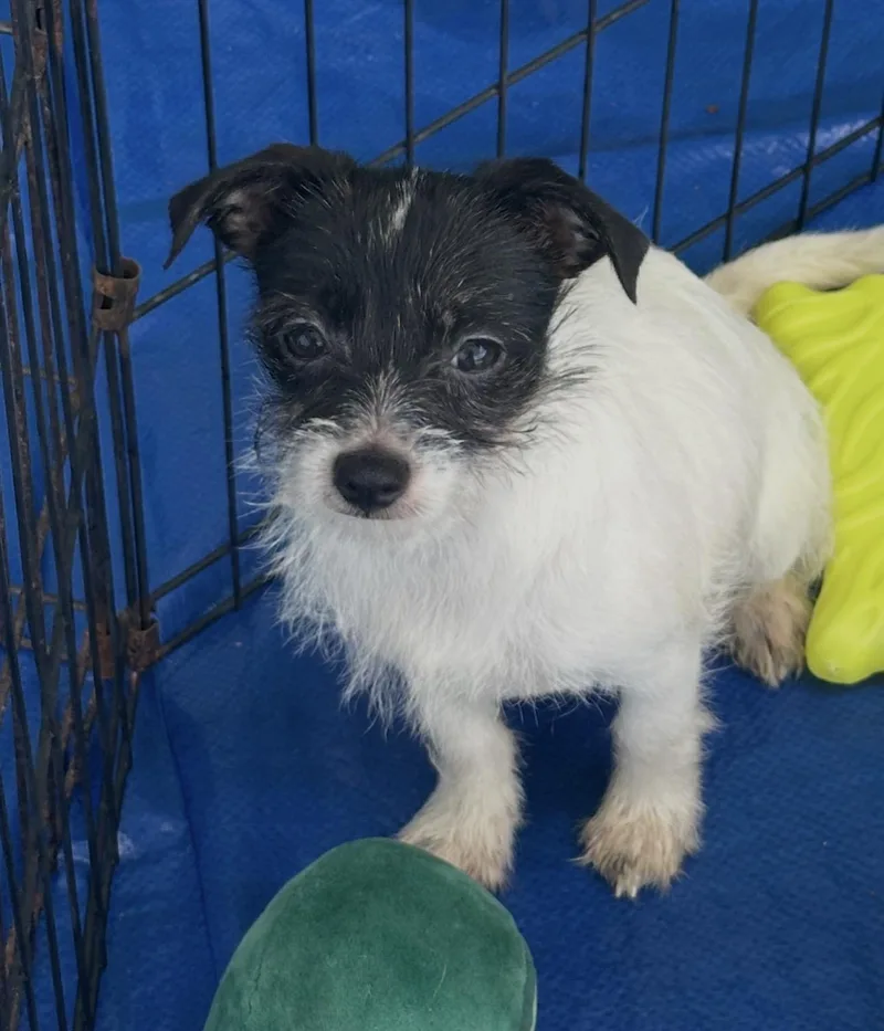 A baby small-sized female Gray / Blue / Silver Jack Russell Terrier dog named Lanie for adoption in La Palma, CA