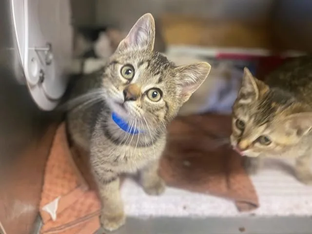 A baby small-sized male Domestic Short Hair cat named Meownaise for adoption in Fort Wayne, IN