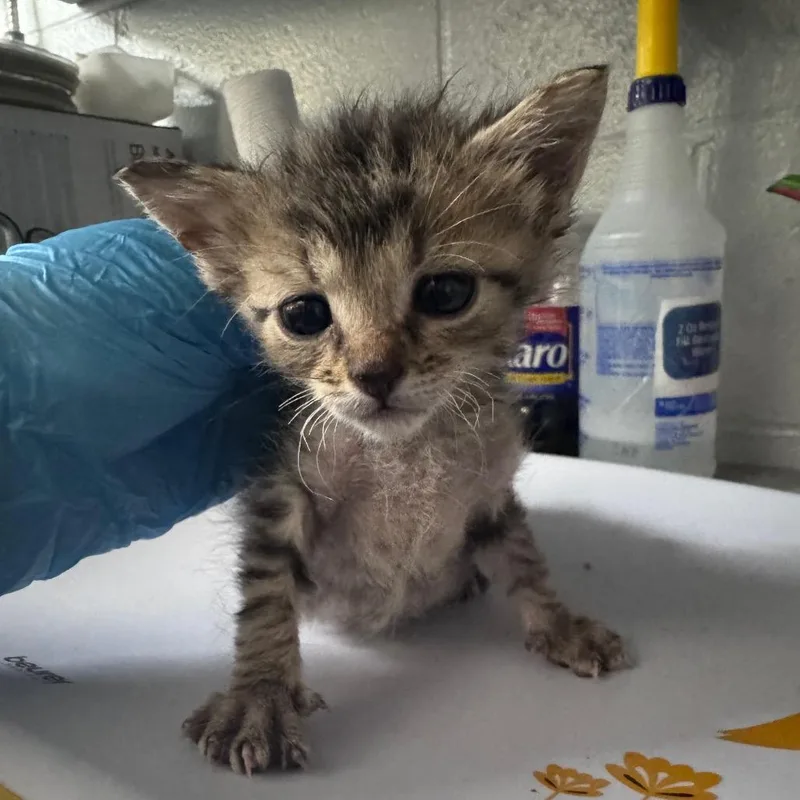 A baby small-sized female Brown / Chocolate Domestic Short Hair cat named Bumpercar for adoption in Summerville, SC