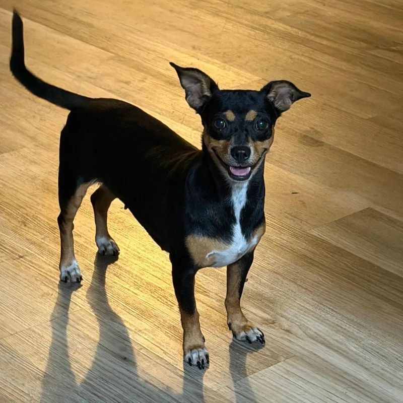 A young small-sized female Chihuahua dog named Precious for adoption in Williston, VT