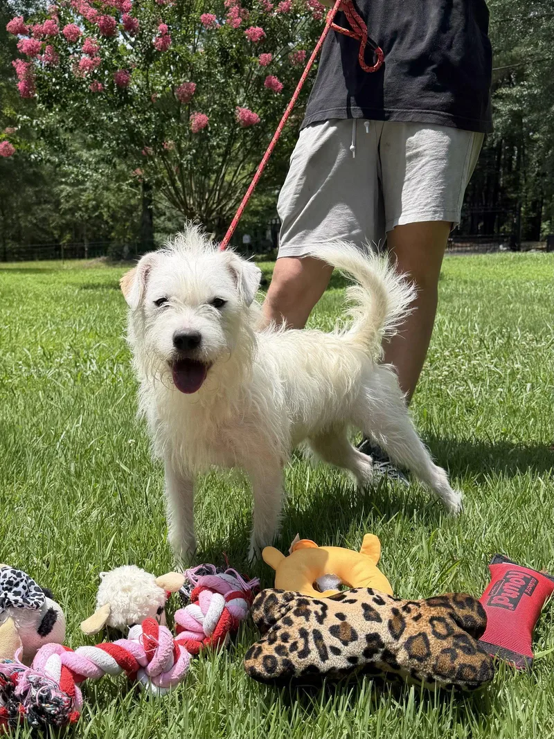 A young medium-sized female Wire Fox Terrier dog named Millie for adoption in Locust Fork, AL