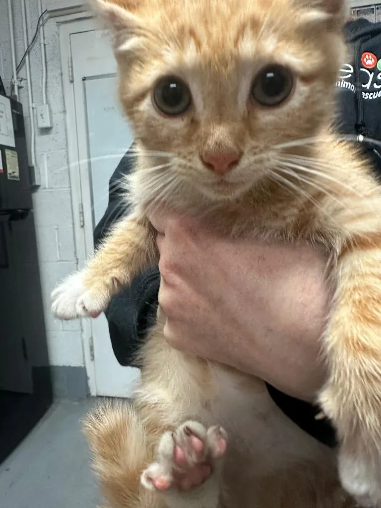 A baby small-sized female Domestic Short Hair cat named Dale Evans for adoption in Ewing, NJ