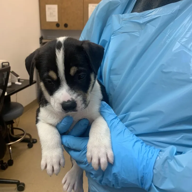 A baby small-sized male Black Mixed Breed dog named Kal EL for adoption in West Palm Beach, FL