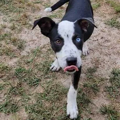 A baby medium-sized female Black Australian Cattle Dog / Blue Heeler dog named Kendra for adoption in Valdosta, GA