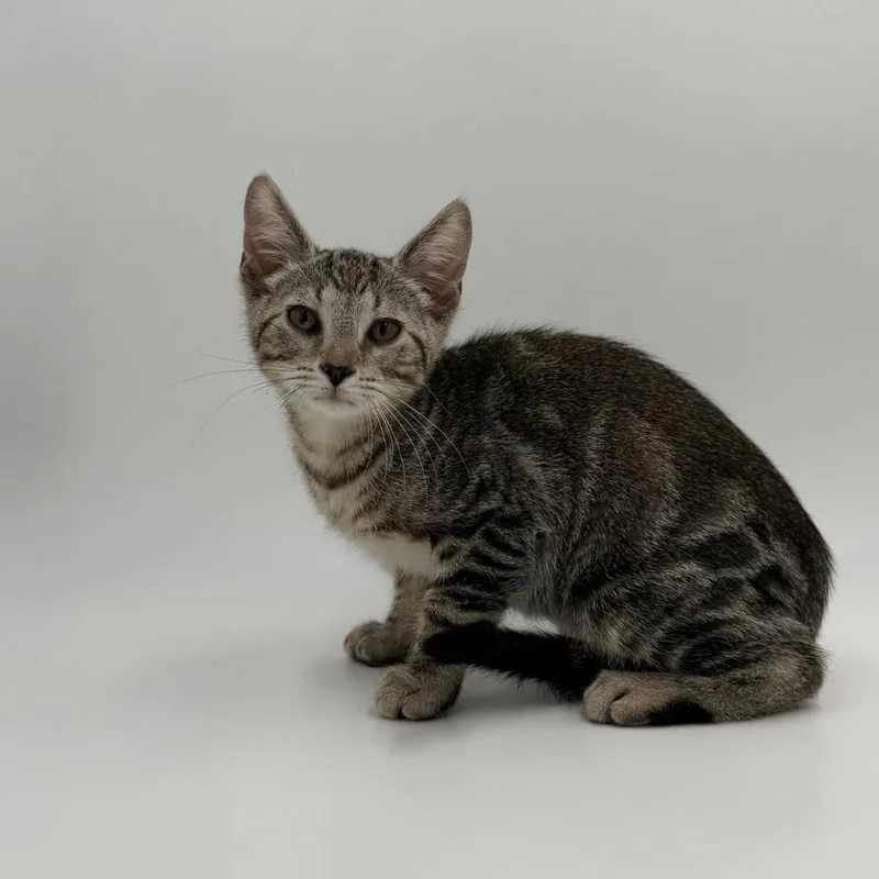 A baby medium-sized male Domestic Short Hair cat named Luther for adoption in State College, PA