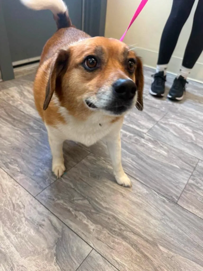 An adult large-sized male Corgi dog named Biskit for adoption in Rensselaer, IN