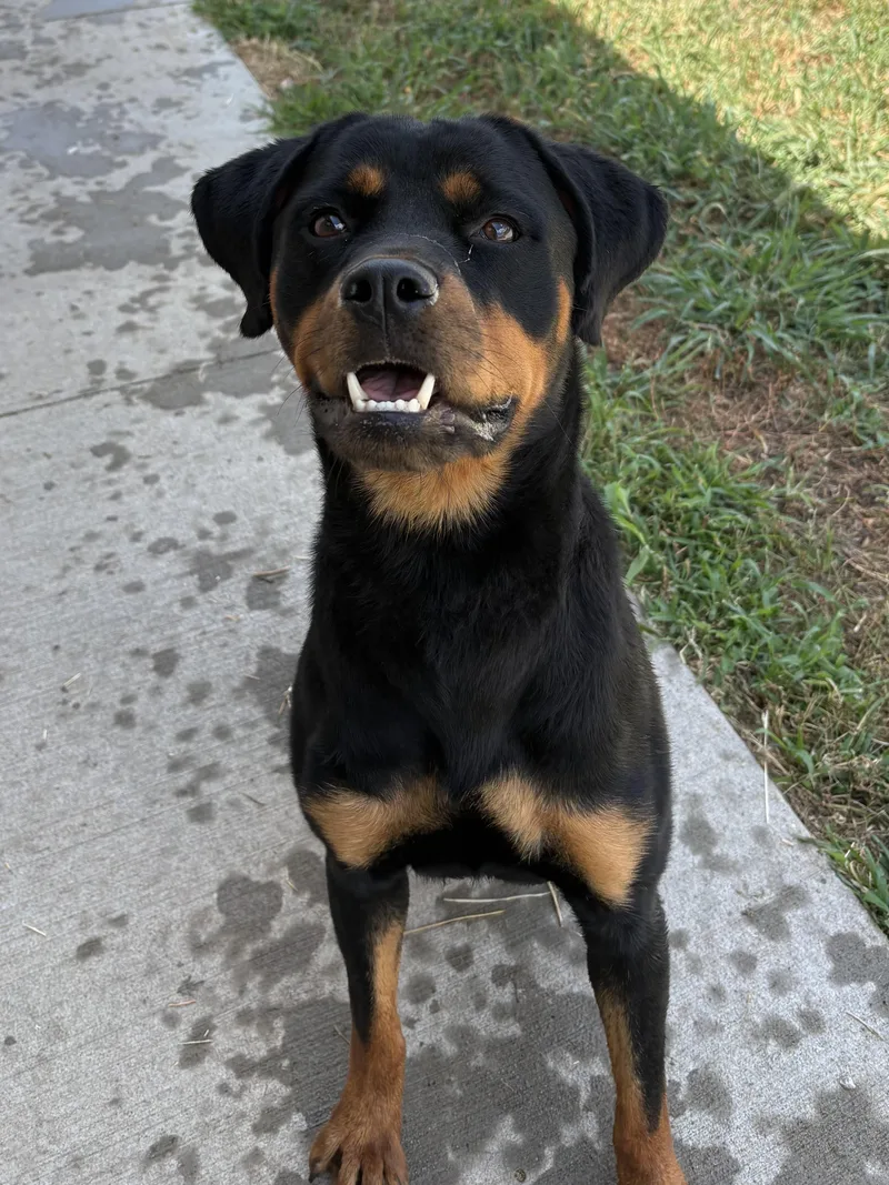 An adult medium-sized female Rottweiler dog named Honey Bear for adoption in Atchison, KS