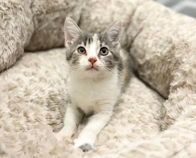A baby medium-sized female Domestic Short Hair cat named Lilly for adoption in Jonesboro, AR