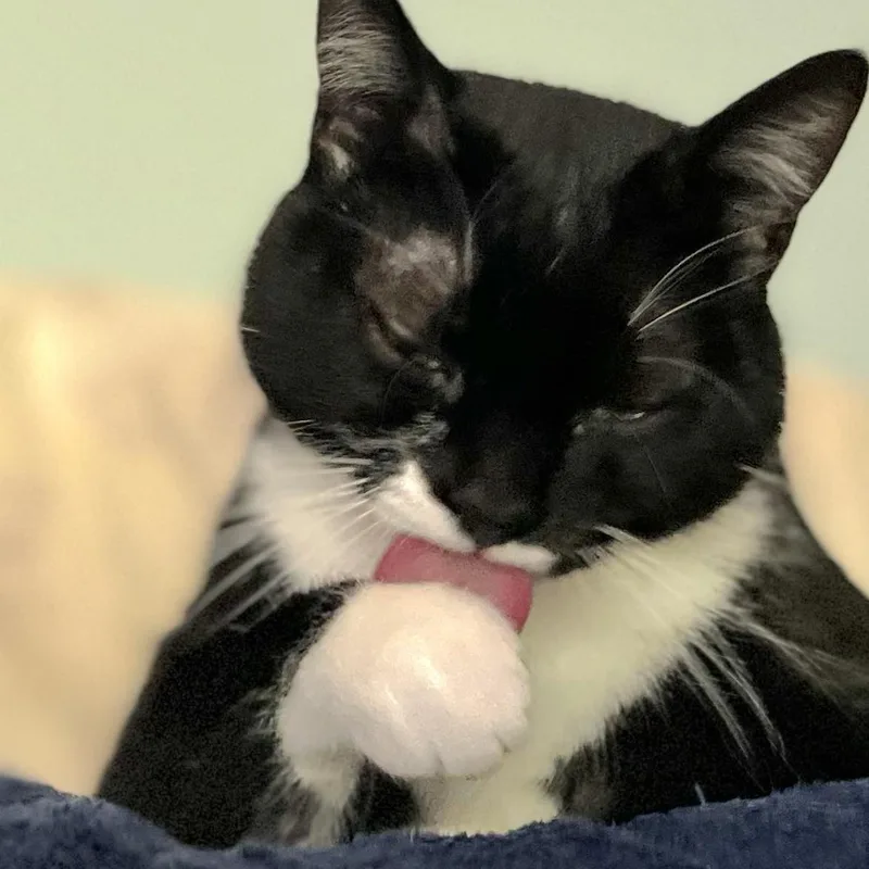 An adult medium-sized female Black & White / Tuxedo Tuxedo cat named Lil for adoption in Wilsonville, OR