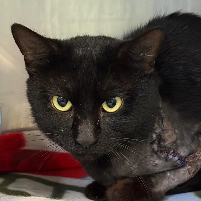 An adult small-sized male Black Domestic Short Hair cat named Drake for adoption in Jacksonville, AR