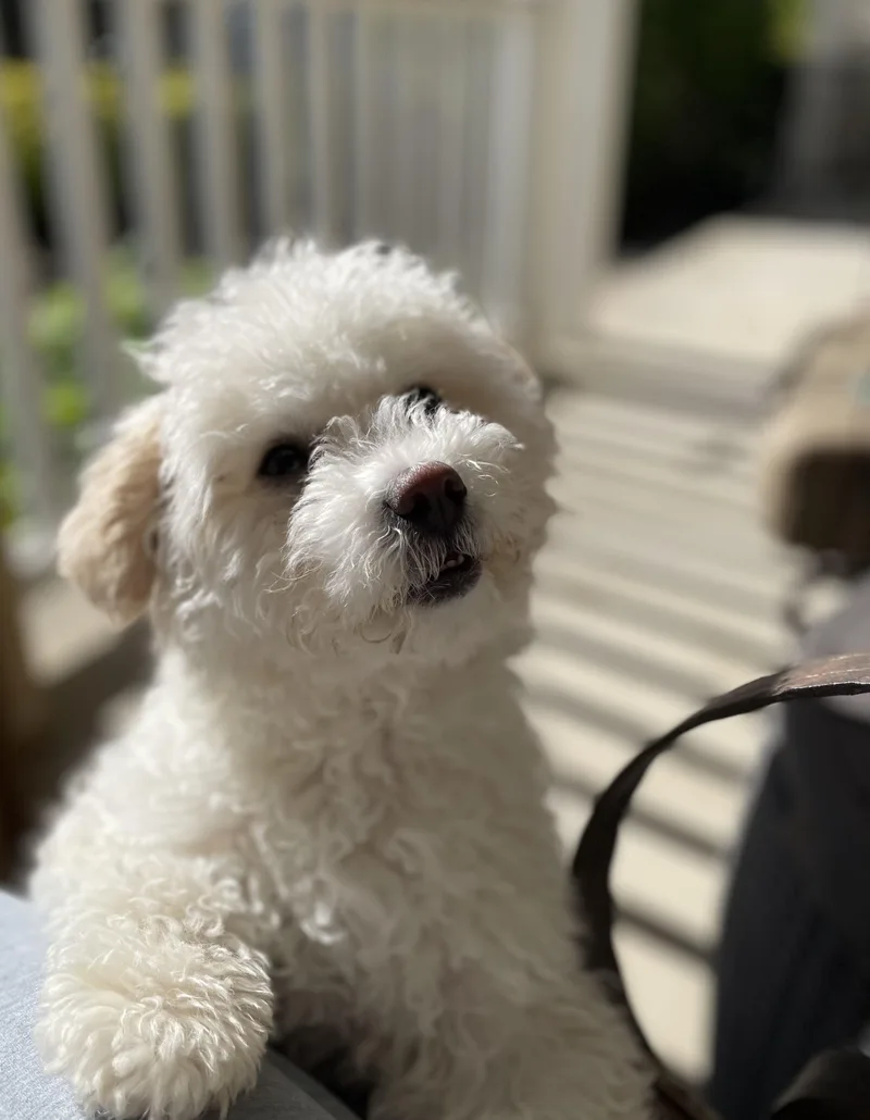 Jett