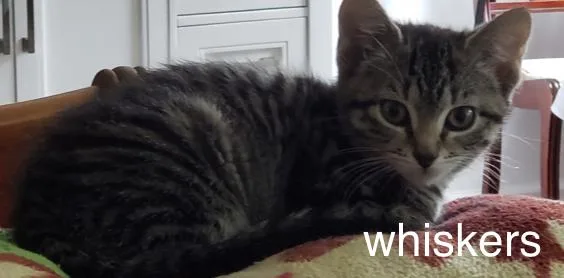 A baby small-sized male Tabby (Brown / Chocolate) Domestic Short Hair cat named Whiskers for adoption in Topsham, ME