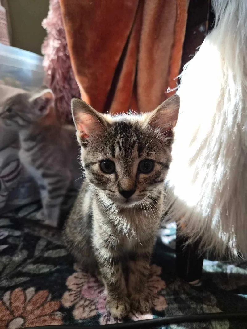 A baby small-sized female Torbie Domestic Short Hair cat named Abby for adoption in Mineral Point, WI