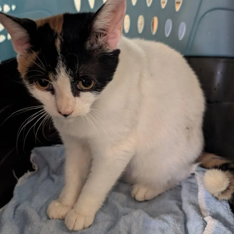 An adult medium-sized female Domestic Short Hair cat named ClickClack for adoption in Fairport, NY