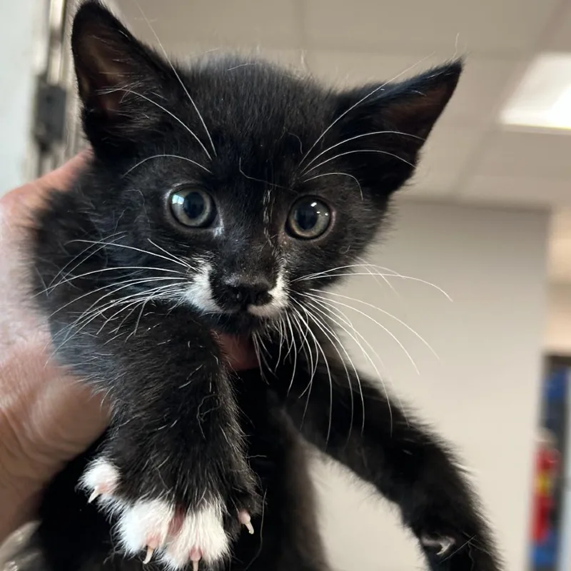 A baby small-sized male Black Domestic Short Hair cat named Alex for adoption in Newark, NJ