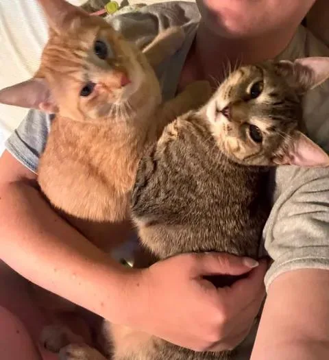 A baby small-sized male Orange & White Domestic Short Hair cat named Sunny & Nuggett for adoption in Davison, MI