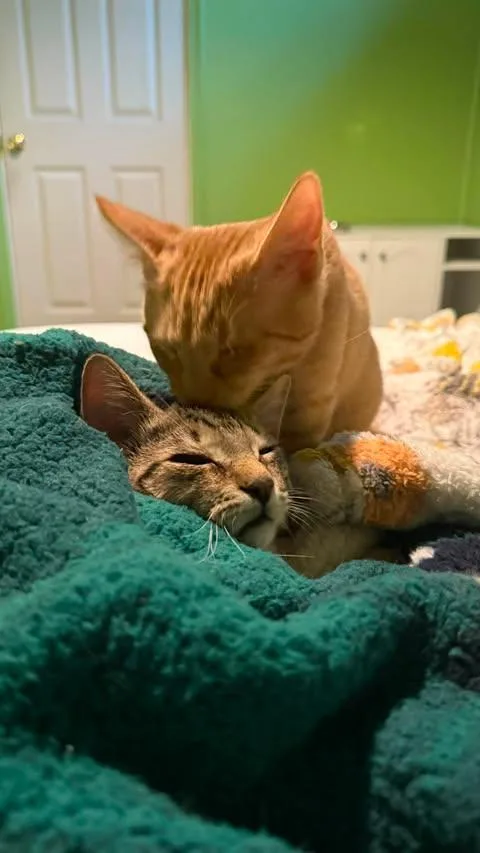 Sunny & Nuggett thumbnail 4