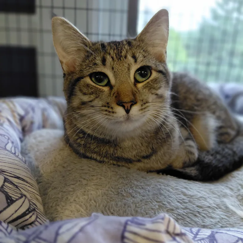 A baby medium-sized female Tabby (Tiger Striped) Domestic Short Hair cat named Nala for adoption in Littleton, NH