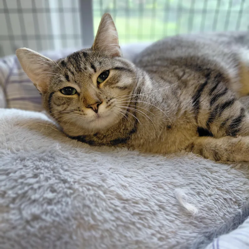 Nala thumbnail 3