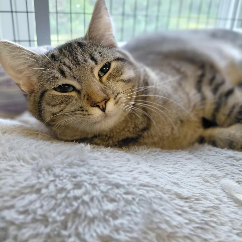 Nala thumbnail 4