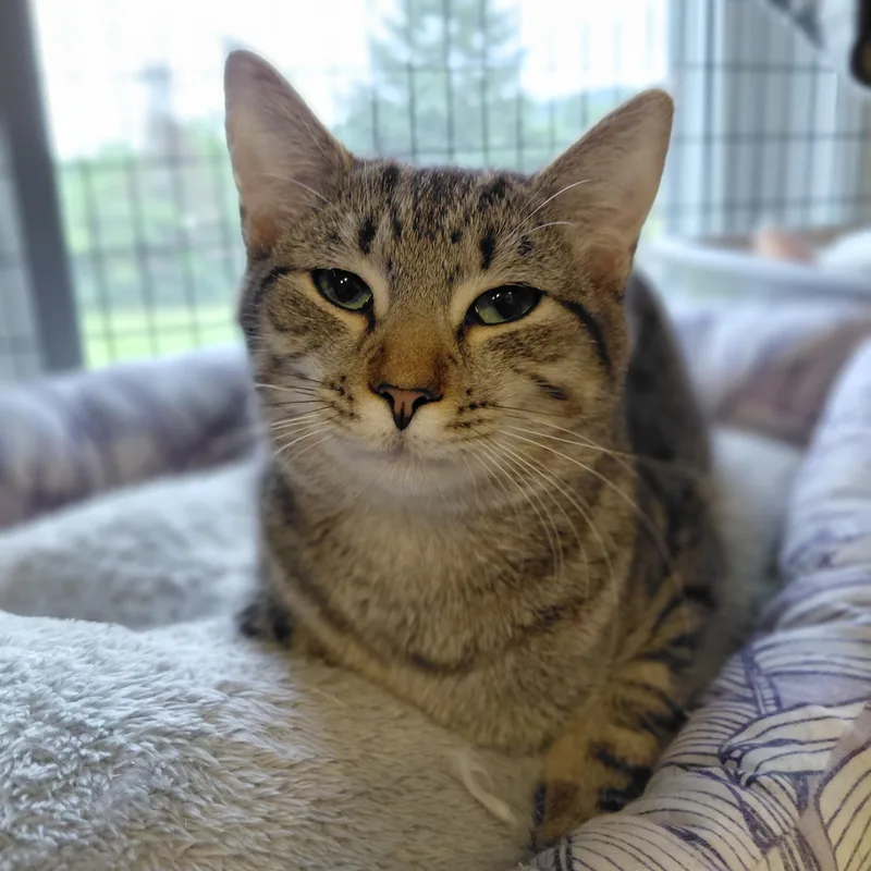 Nala thumbnail 5