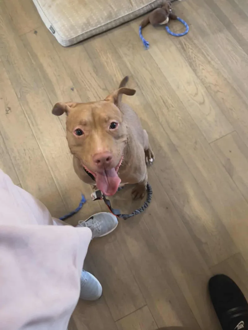 Buddy The Elf thumbnail 2