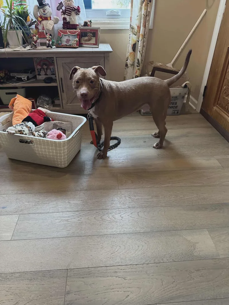 Buddy The Elf thumbnail 4