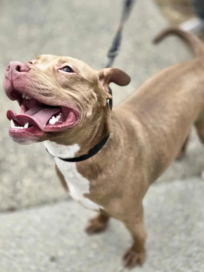 Buddy The Elf thumbnail 5