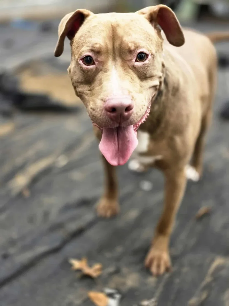 Buddy The Elf thumbnail 6