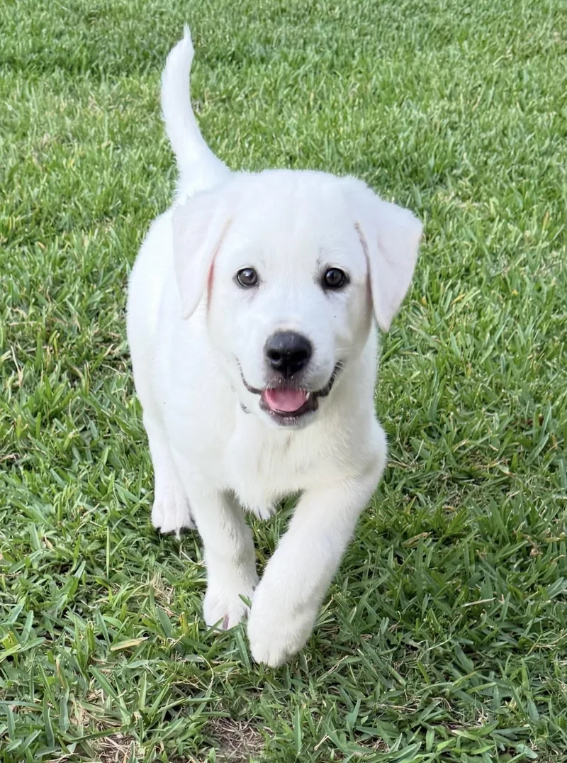 A baby large-sized male White / Cream Labrador Retriever dog named Otis for adoption in Cypress, TX