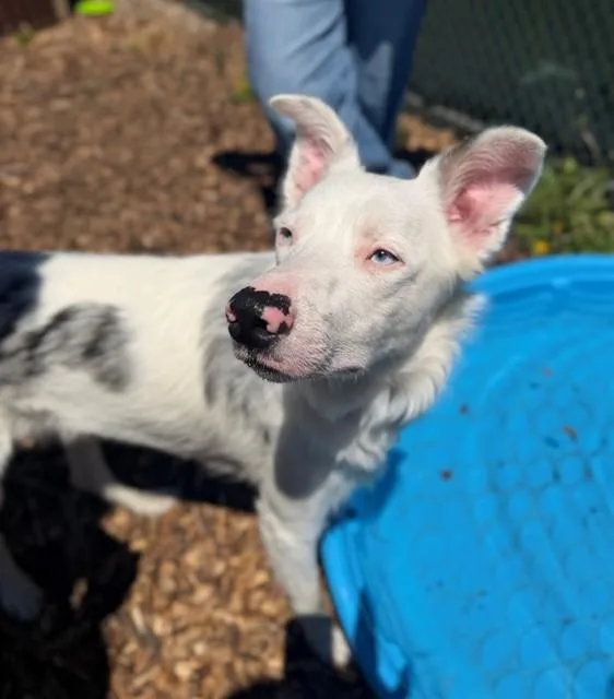 A young medium-sized male Border Collie dog named Rex for adoption in Leesburg, VA