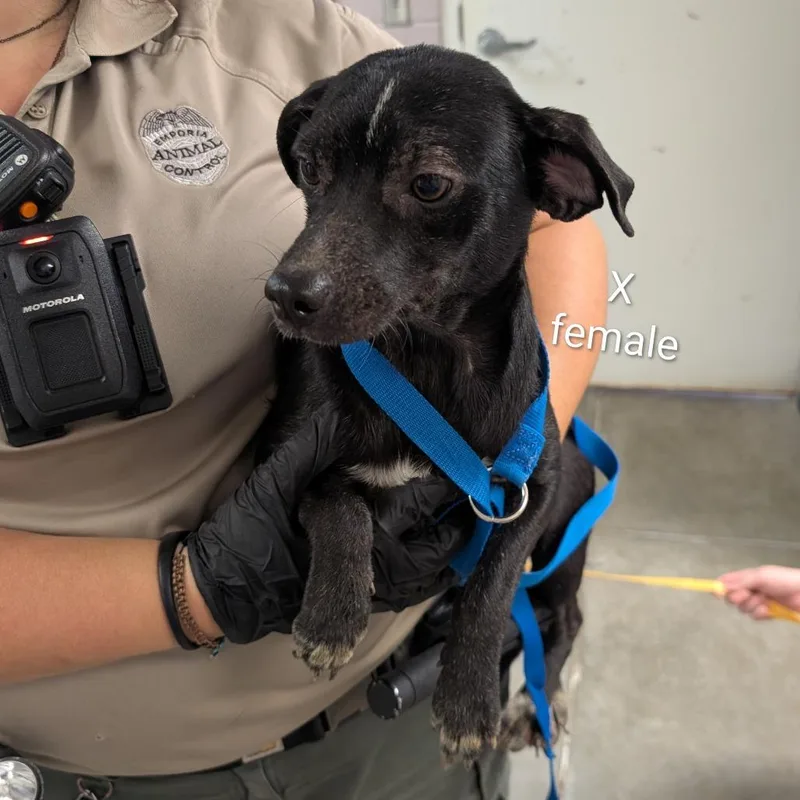 A young small-sized female Black Mixed Breed dog named Xena for adoption in Emporia, KS
