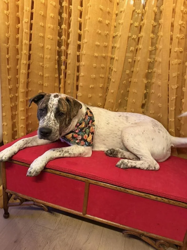An adult medium-sized male White / Cream Australian Cattle Dog / Blue Heeler dog named Mookie for adoption in Austin, TX