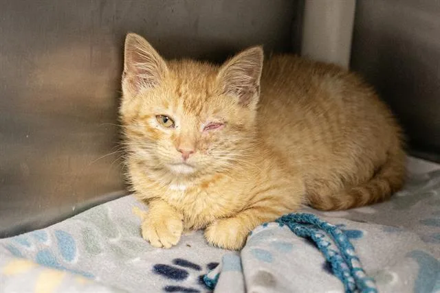 A baby small-sized female Domestic Short Hair cat named A for adoption in Charlotte, NC